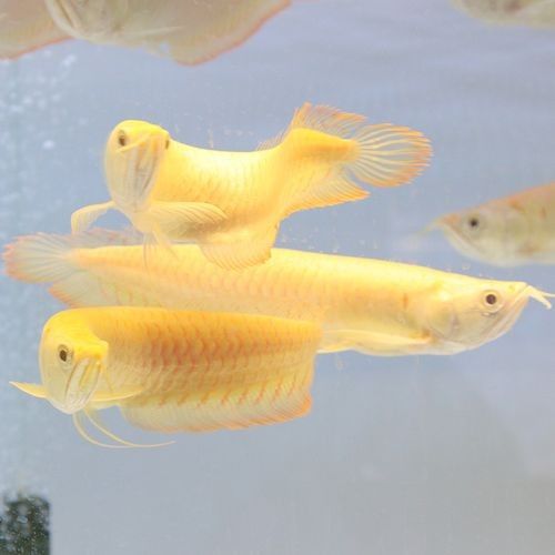 黃化銀龍魚怎么養(yǎng)出狀態(tài)圖