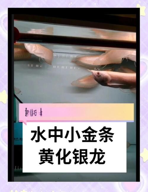 黃化銀龍魚怎么養(yǎng)出狀態(tài)圖