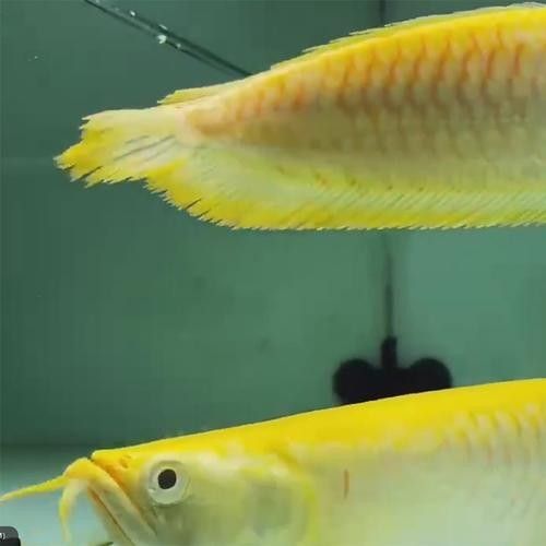 黃化銀龍魚怎么養(yǎng)出狀態(tài)圖