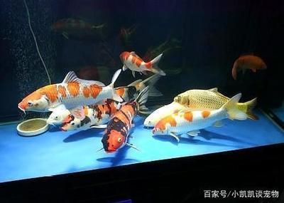 龍魚(yú)跟金魚(yú)能混養(yǎng)嗎，龍魚(yú)和金魚(yú)可以混養(yǎng)但需要確保魚(yú)缸足夠大，以容納兩種魚(yú)類(lèi)