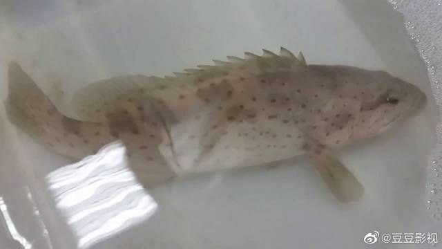 龍虎魚是什么魚