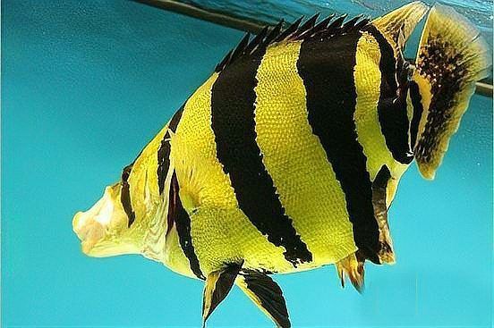 龍虎魚是什么魚