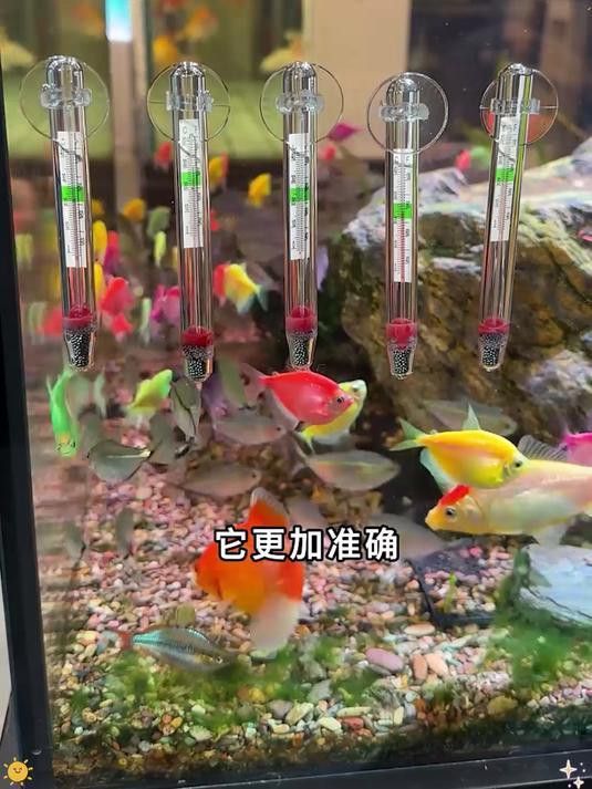 如何保持過背金龍生長水溫穩定？