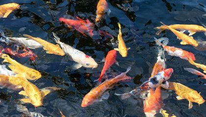 小龍魚咬其他魚（小龍魚咬其他魚怎么辦） 小龍魚咬其他魚（小龍魚咬其他魚怎么辦） 龍魚百科 第4張
