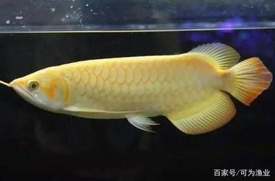 紅龍魚眼睛紅了是什么原因造成的（紅龍魚眼睛發紅怎么辦）