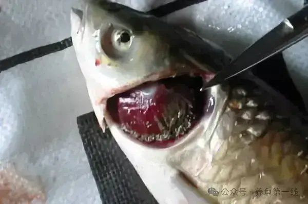 如何判斷魚鰓是否爛了？
