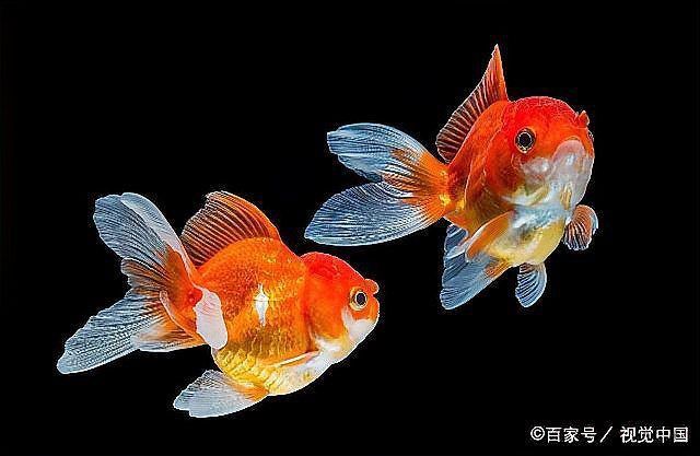 如何判斷魚鰓是否爛了？