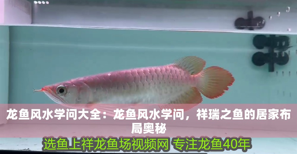 龍魚(yú)風(fēng)水學(xué)問(wèn)大全：龍魚(yú)風(fēng)水學(xué)問(wèn)，祥瑞之魚(yú)的居家布局奧秘