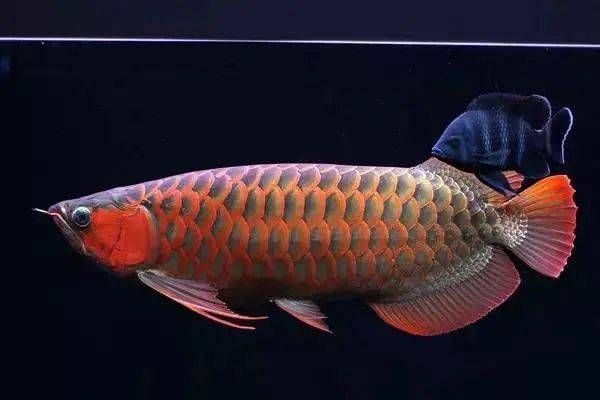 紅龍魚是什么生肖（什么屬相不能養紅龍魚）