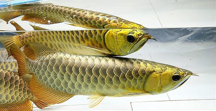 金龍魚金頭發色 金龍魚金頭發色 龍魚百科 第8張