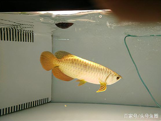 金龍魚金頭發色 金龍魚金頭發色 龍魚百科 第9張