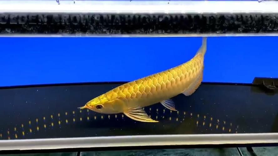 金龍魚金頭發色 金龍魚金頭發色 龍魚百科 第6張