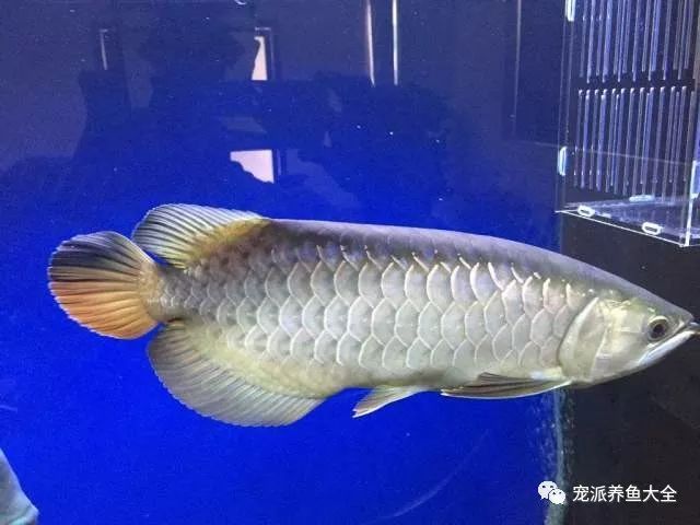 龍魚常見疾病與治療方法視頻講解：龍魚常見疾病及對應的治療方法 龍魚常見疾病與治療方法視頻講解：龍魚常見疾病及對應的治療方法 龍魚百科 第3張