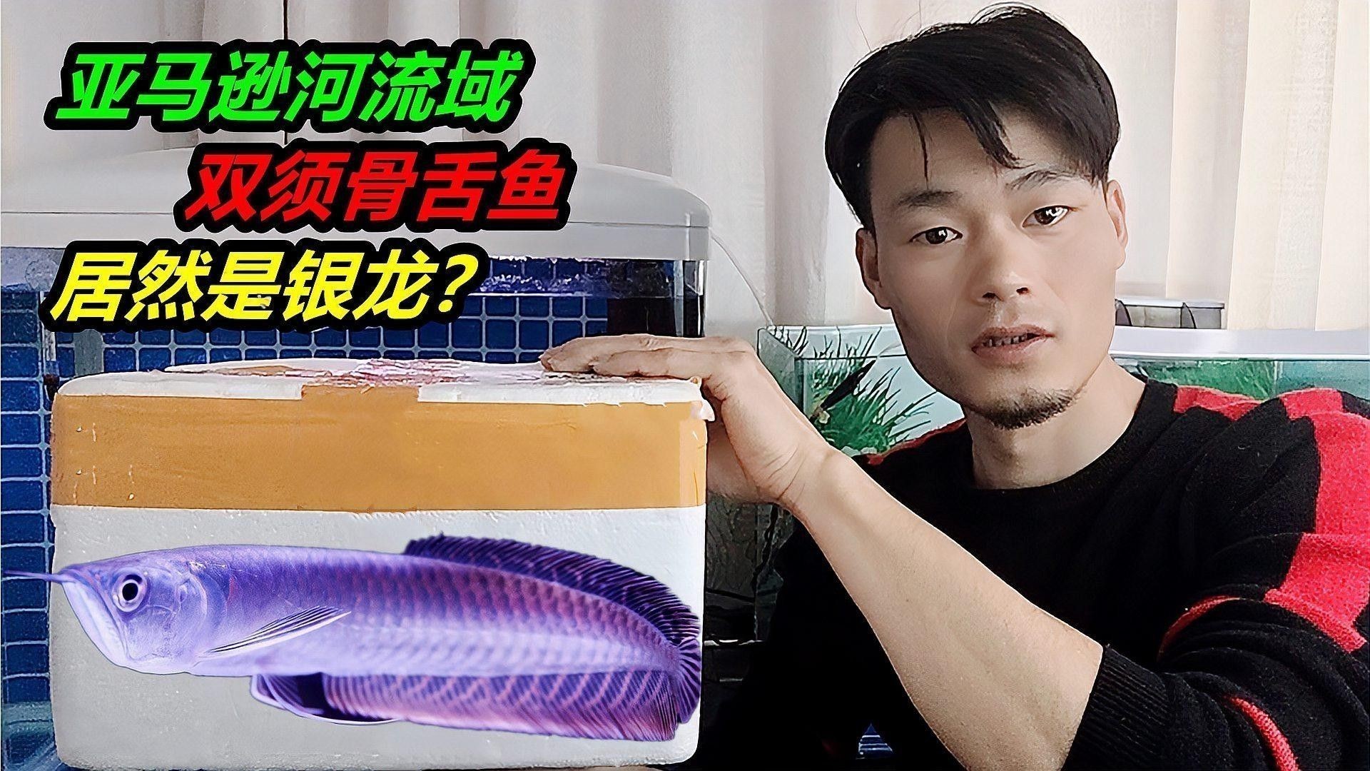 銀龍魚分品種嗎
