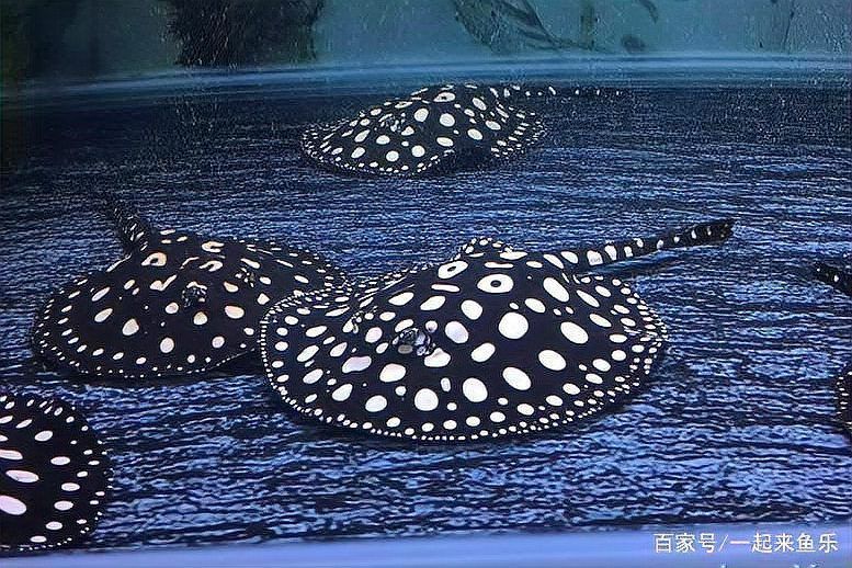 觀賞魚藍龍魚怎么養好看觀賞魚藍龍魚飼養方法:藍龍魚飼養方法根據搜索結果整理的藍龍魚飼養方法 龍魚百科 第4張 觀賞魚藍龍魚怎么養好看觀賞魚藍龍魚飼養方法:藍龍魚飼養方法根據搜索結果整理的藍龍魚飼養方法 觀賞魚藍龍魚怎么養好看觀賞魚藍龍魚飼養方法:藍龍魚飼養方法根據搜索結果整理的藍龍魚飼養方法 龍魚百科 第4張