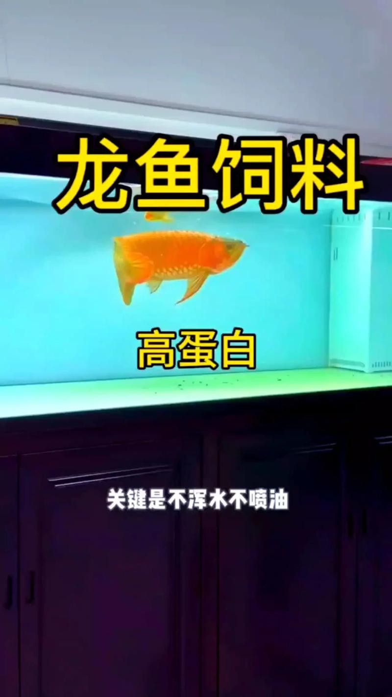 金龍魚吃食又吐出來