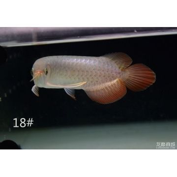 純血紅龍魚和辣椒紅龍魚的區別在哪：純血紅龍魚和辣椒紅龍魚區別在哪純血紅龍魚和辣椒紅龍魚區別在哪 純血紅龍魚和辣椒紅龍魚的區別在哪：純血紅龍魚和辣椒紅龍魚區別在哪純血紅龍魚和辣椒紅龍魚區別在哪 龍魚百科 第2張