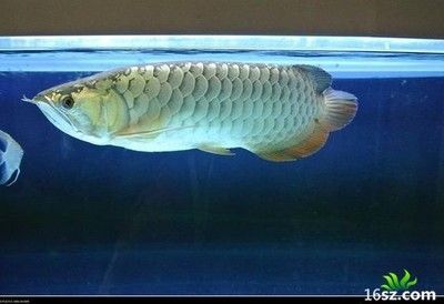 高背龍魚的爬背時間相對較晚，一般在1至3年左右才開始爬背：高背龍魚的爬背時間