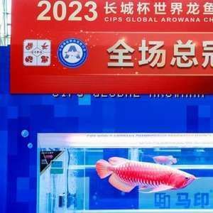 2024世界龍魚錦標賽冠軍是誰（2024世界龍魚錦標賽的冠軍是誰） 2024世界龍魚錦標賽冠軍是誰（2024世界龍魚錦標賽的冠軍是誰） 龍魚百科 第2張