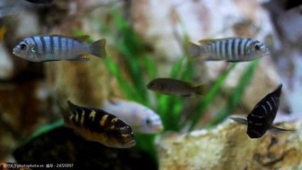 常見的觀賞魚類：常見的觀賞魚類有哪些？ 常見的觀賞魚類：常見的觀賞魚類有哪些？ 龍魚百科 第1張