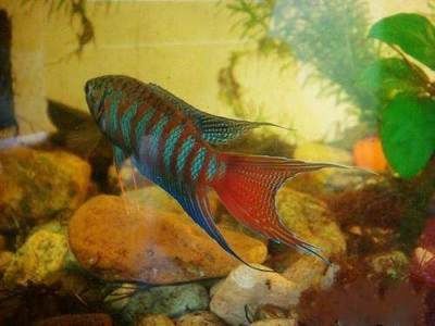 常見的觀賞魚類：常見的觀賞魚類有哪些？ 常見的觀賞魚類：常見的觀賞魚類有哪些？ 龍魚百科 第3張