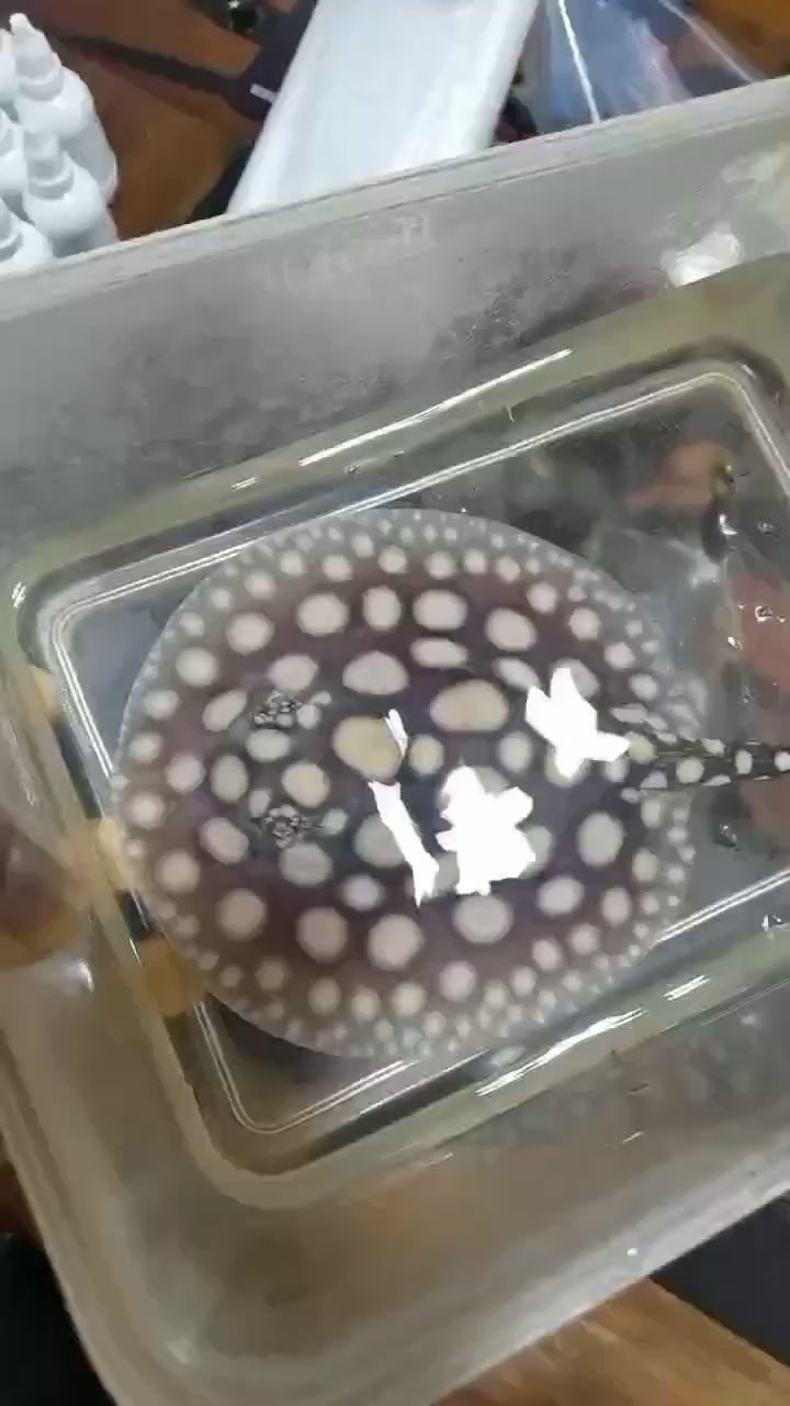 這條魚哇塞不哇塞？