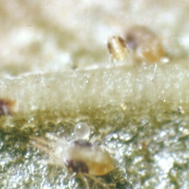 如何有效防治龍眼癭螨？ 如何有效防治龍眼癭螨？ 龍魚百科 第3張