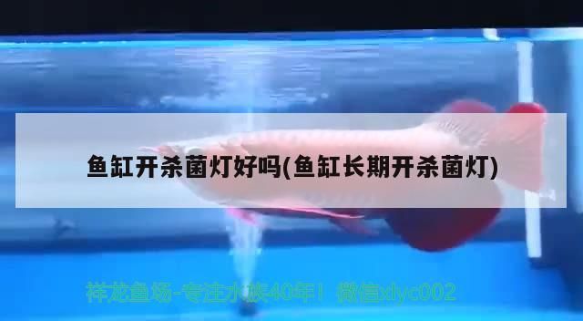 紅龍魚混養視頻播放：紅龍魚混養最佳搭配圖 紅龍魚混養視頻播放：紅龍魚混養最佳搭配圖 龍魚百科 第2張
