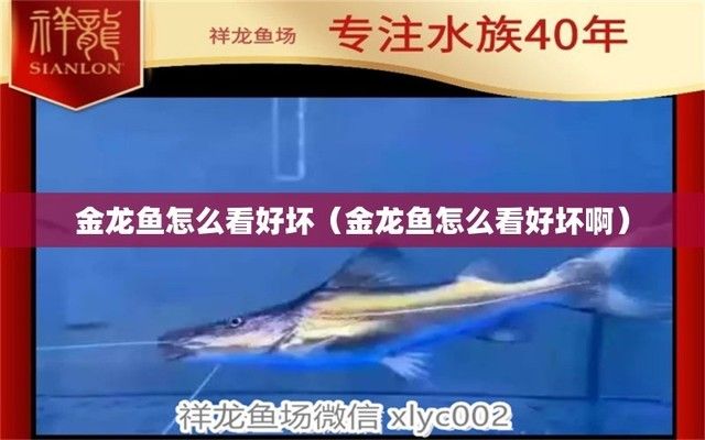 紅龍魚(yú)品種排行榜圖片大全高清（紅龍魚(yú)品種排行榜圖片大全高清版）