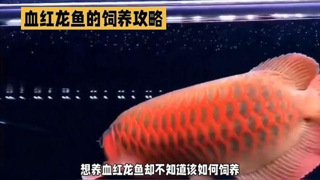 紅龍魚養(yǎng)殖需要哪些特殊設(shè)備？ 紅龍魚養(yǎng)殖需要哪些特殊設(shè)備？ 龍魚百科 第5張