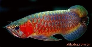龍魚芯片號碼查詢網站祥龍（祥龍魚場提供龍魚芯片號碼查詢網站祥龍魚芯片號碼查詢） 龍魚芯片號碼查詢網站祥龍（祥龍魚場提供龍魚芯片號碼查詢網站祥龍魚芯片號碼查詢） 龍魚百科 第3張