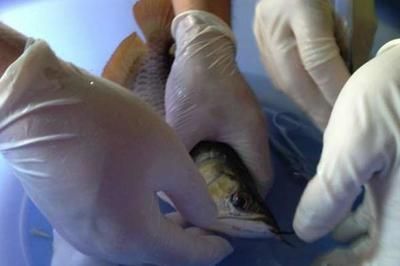 龍魚做完手術后可以吃東西嗎視頻大全：龍魚做完手術后可以吃東西嗎