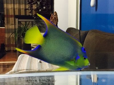 龍魚把頭撞掉皮了【發現龍魚頭部有撞傷并掉皮時，應及時清潔和消毒和消毒】