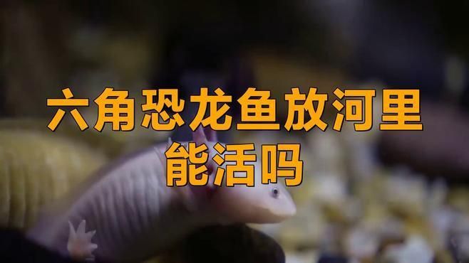 六角龍放生的大忌