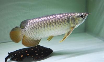 龍魚撞缸子后不吃食怎么回事：龍魚撞缸后不吃食可能是由受傷、應(yīng)激反應(yīng)或環(huán)境變化引起的 龍魚撞缸子后不吃食怎么回事：龍魚撞缸后不吃食可能是由受傷、應(yīng)激反應(yīng)或環(huán)境變化引起的 龍魚百科 第2張