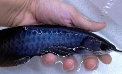 龍魚背變藍(lán)色的原因（導(dǎo)致龍魚背部變藍(lán)的原因）