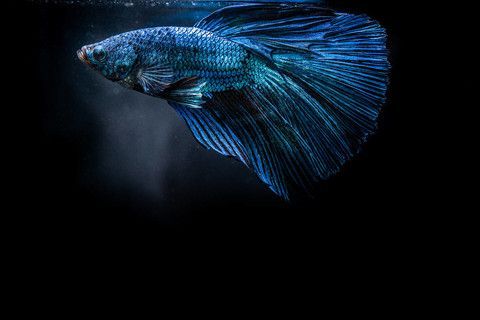龍魚背變藍(lán)色的原因（導(dǎo)致龍魚背部變藍(lán)的原因）