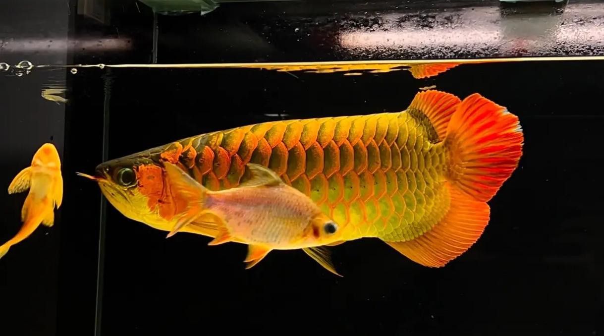 有沒有其他品種的紅龍魚圖片？