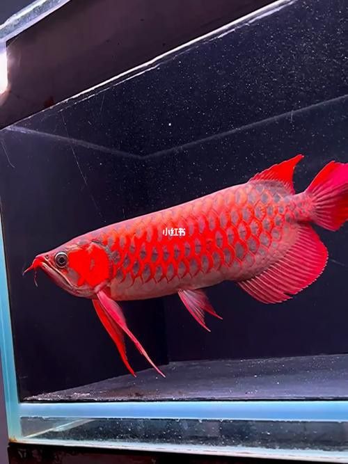 有沒有其他品種的紅龍魚圖片？