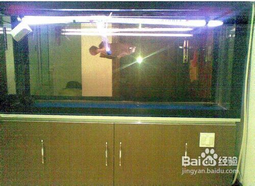 金龍魚頭金怎么養出來：養殖金龍魚頭金需要注意以下幾個方面 金龍魚頭金怎么養出來：養殖金龍魚頭金需要注意以下幾個方面 龍魚百科 第4張