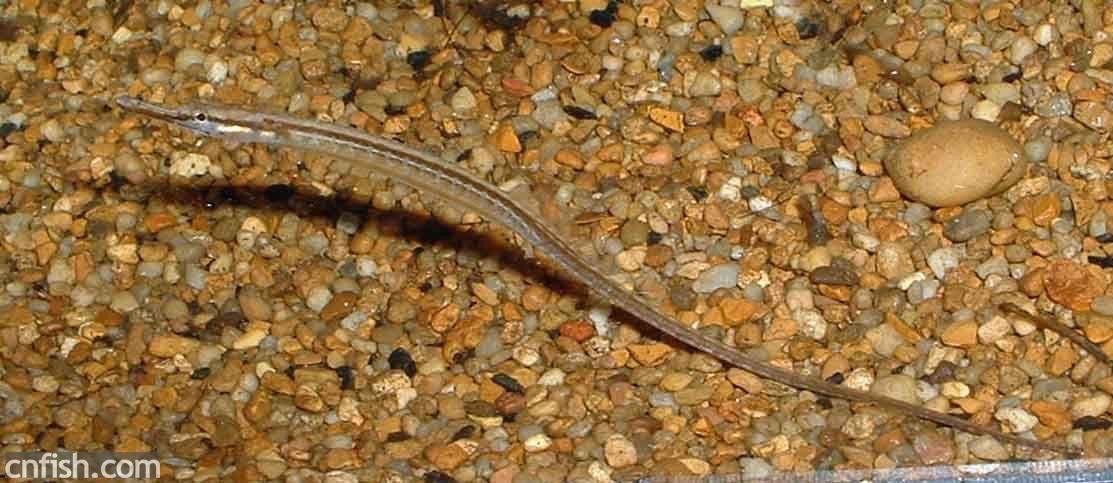 淡水海龍魚的圖片高清
