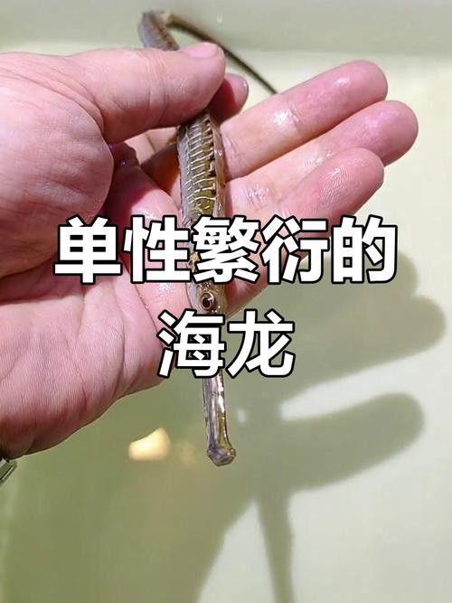 淡水海龍魚的圖片高清