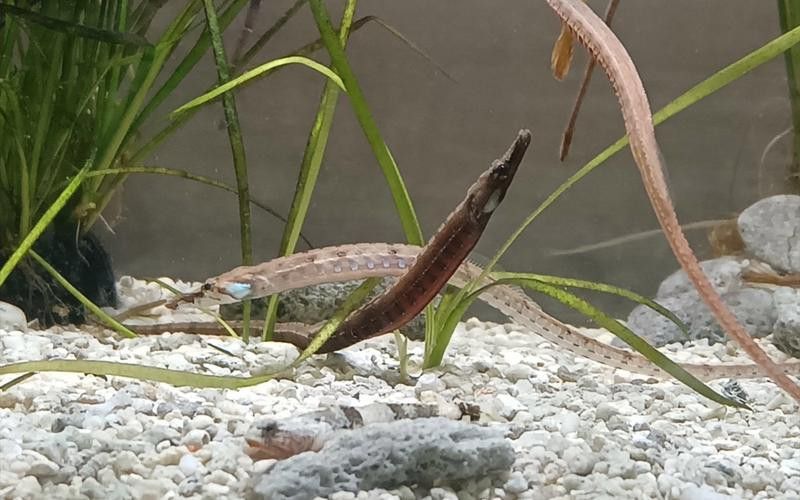 淡水海龍魚的圖片高清