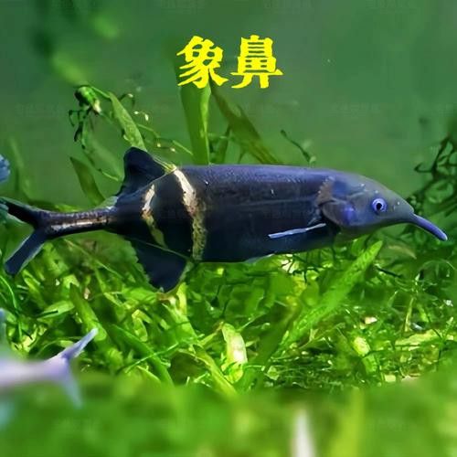 淡水海龍魚的圖片高清