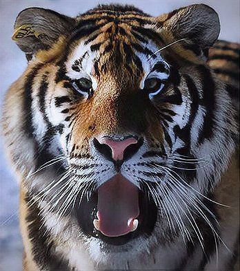 緬甸為什么有老虎賣