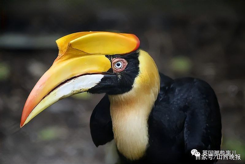 緬甸為什么有老虎賣