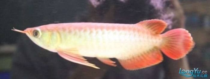 龍魚(yú)燈色溫多少合適