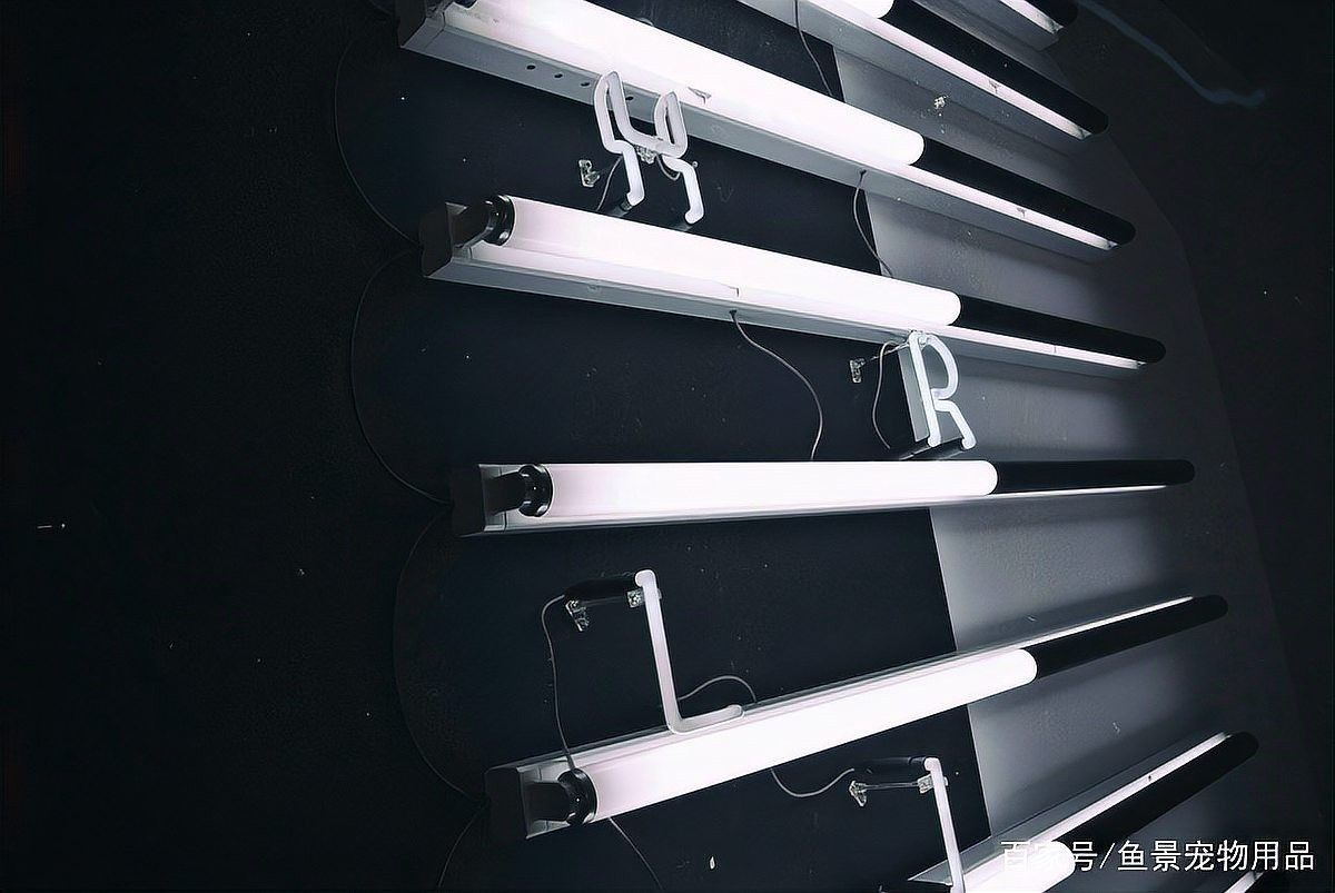 龍魚燈色溫多少合適