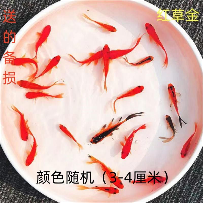 火龍魚是清道夫嗎 火龍魚是清道夫嗎 龍魚百科 第2張