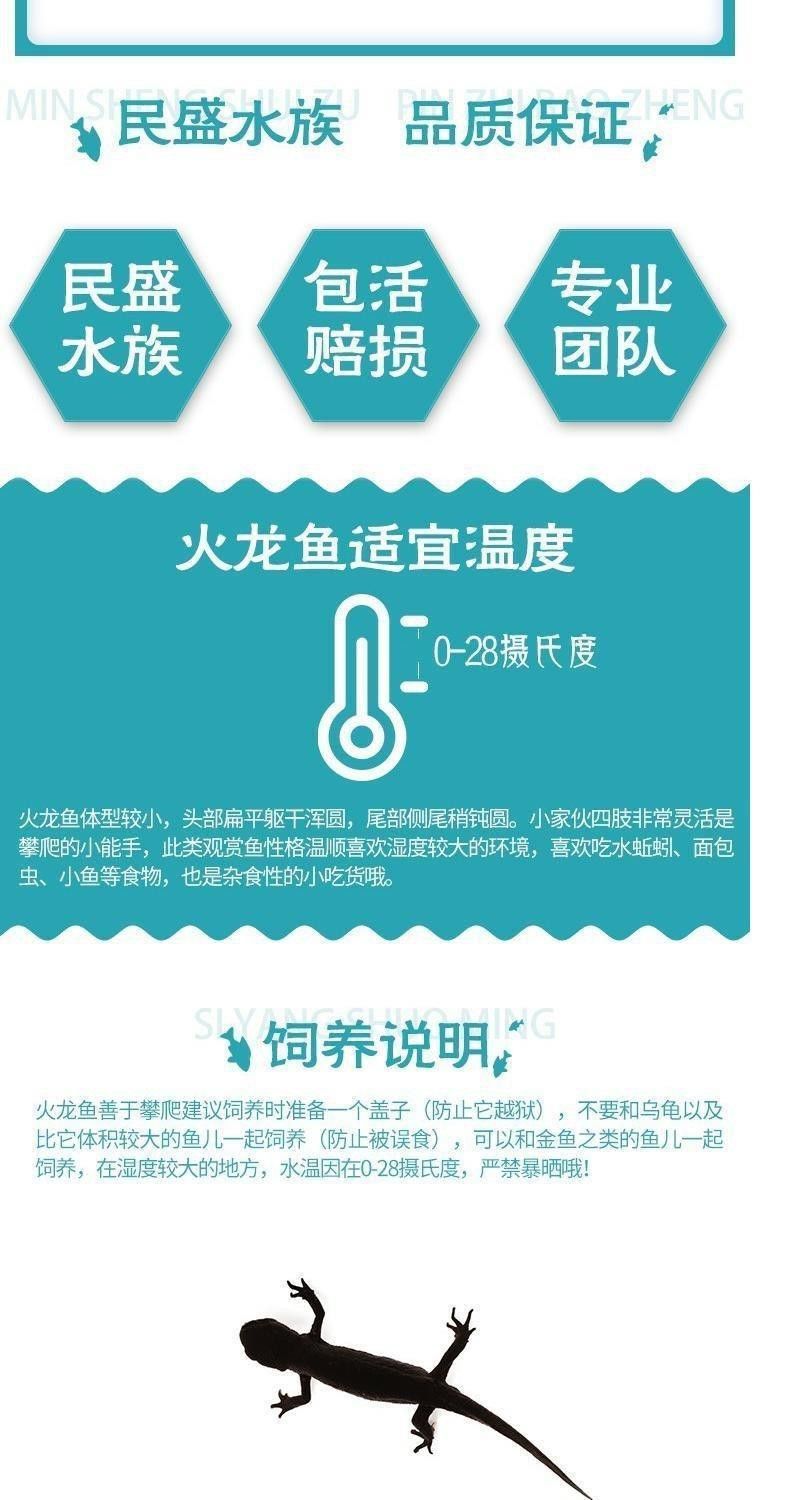 火龍魚是清道夫嗎 火龍魚是清道夫嗎 龍魚百科 第5張